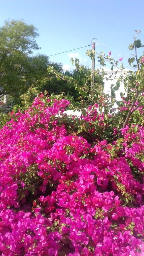 Bed and Breakfast Pensao Algarve São Brás de Alportel Exterior foto